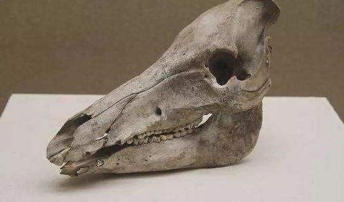 9000年前，中原大地走出驯化野猪的第一步