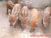 生态山猪相册 窥见徐州大四段生态野猪合作社的驯养之光