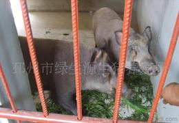 野猪种猪供应与批发 优质资源助力特种养殖发展