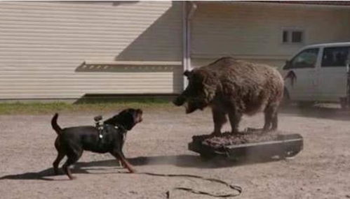 猪狗大战 当比特犬遇上野猪，谁才是丛林之王？