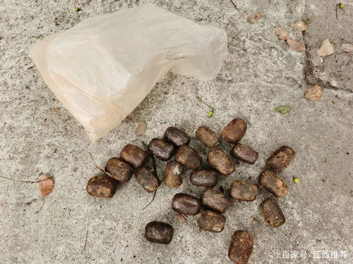 “二师兄”炸伤案告破 江西泰和警方抓获天价驯养山猪肇事者