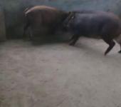 巢湖野猪驯养与山猪驯养技术探讨