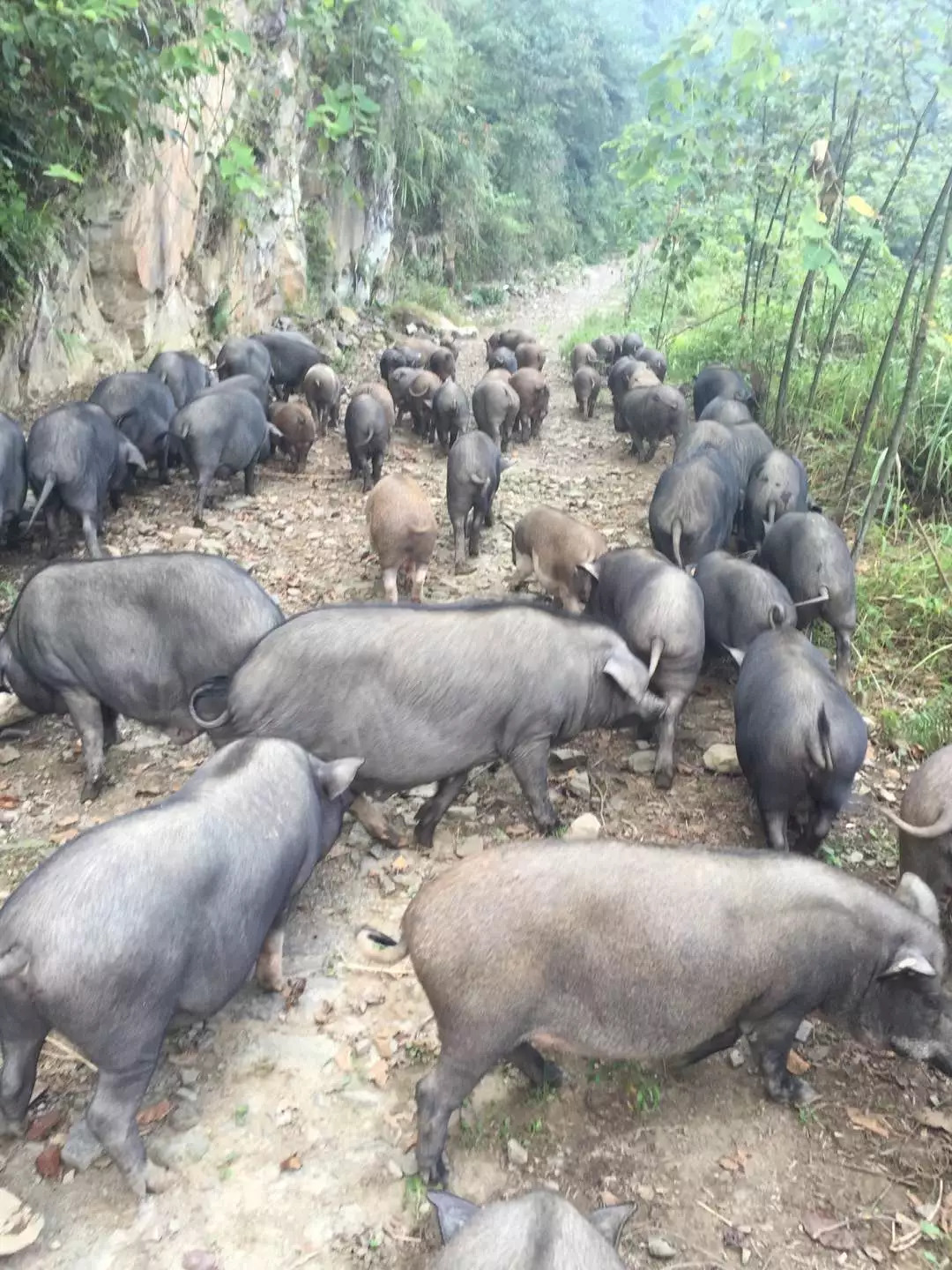 免费送！马边跑山猪带你尝遍山野本味