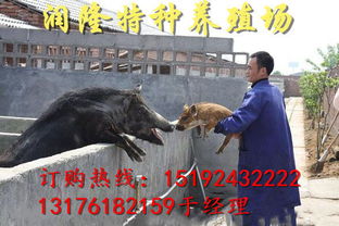 润隆特种养殖 野猪苗价格与山猪驯养全攻略